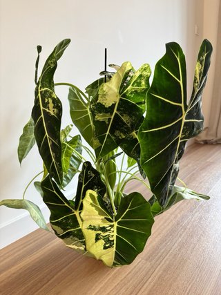 Alocasia Frydek Variegada