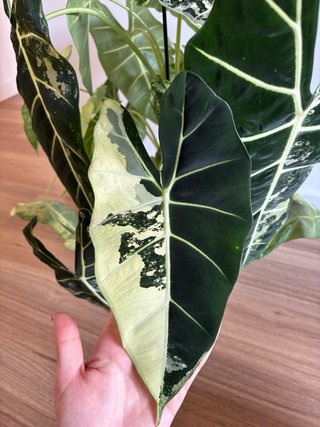 Alocasia Frydek Variegada