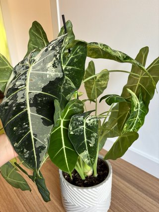 Alocasia Frydek Variegada