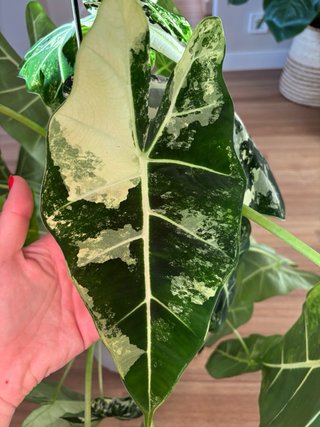 Alocasia Frydek Variegada