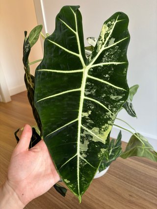 Alocasia Frydek Variegada