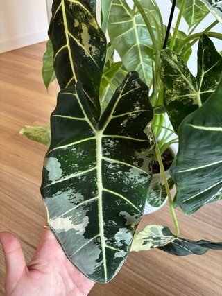 Alocasia Frydek Variegada