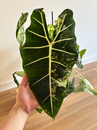 Alocasia Frydek Variegada
