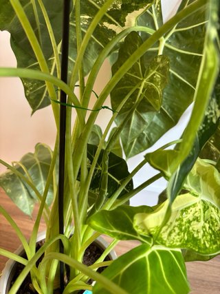 Alocasia Frydek Variegada
