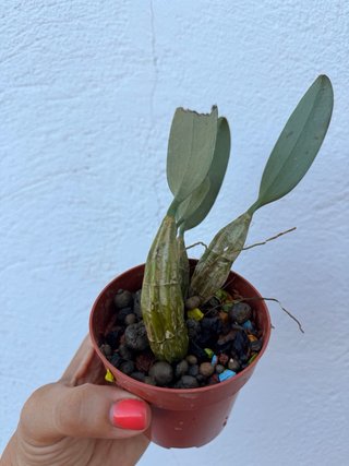 Orquídea Dendrobium lindleyi