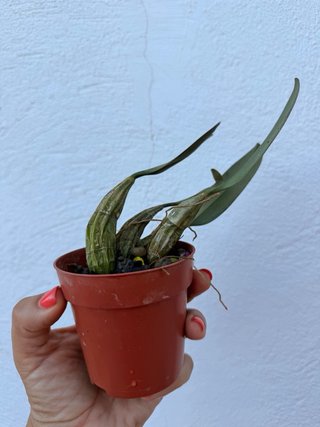 Orquídea Dendrobium lindleyi