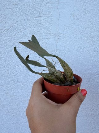 Orquídea Dendrobium lindleyi