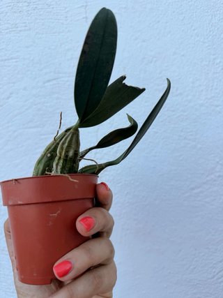 Orquídea Dendrobium lindleyi