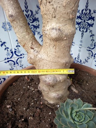 Árbol de Jade Grande