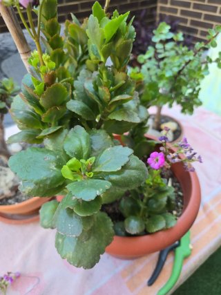 Planta Kalanchoe con flores