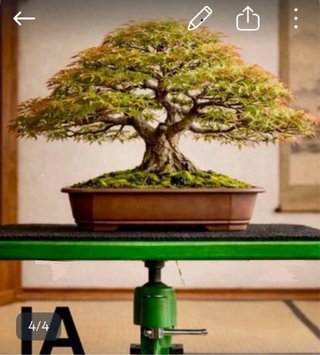 Mesa giratoria para Bonsai
