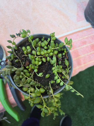 Planta Senecio Rowleyanus (Collar de Perlas)