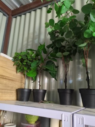 Plantas Artificiales Decorativas