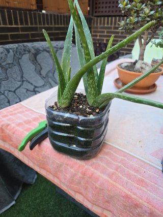 Planta Aloe Vera en maceta