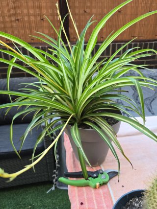 Planta Araña Chlorophytum comosum