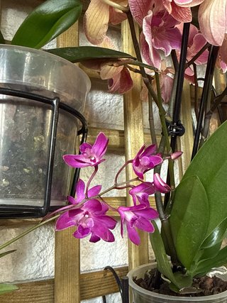 Orquídea Dendrobium Berry Oda Violeta