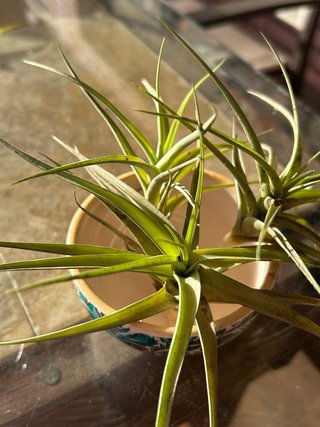 Pack 3 Plantas Tillandsia clavel del aire