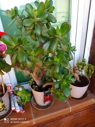 Árbol de Jade