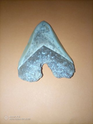 Diente Fósil Megalodon