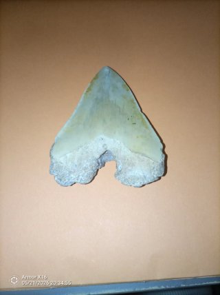 Diente Fósil Megalodon