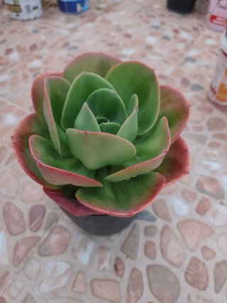 Echeveria Mandala Cactus