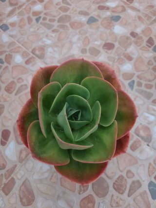 Echeveria Mandala Cactus
