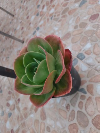 Echeveria Mandala Cactus