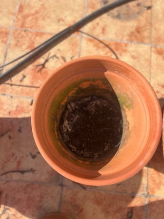 Macetas de terracota para terraza