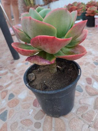 Echeveria Mandala Cactus