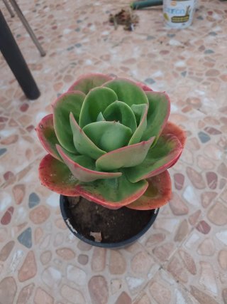 Echeveria Mandala Cactus