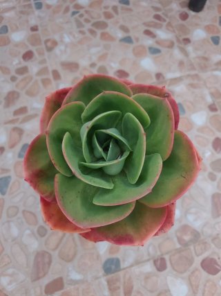 Echeveria Mandala Cactus