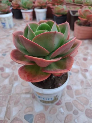 Echeverría Mandala Cactus
