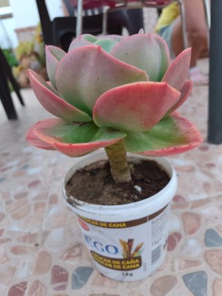 Echeverría Mandala Cactus