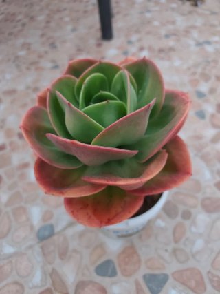 Echeverría Mandala Cactus