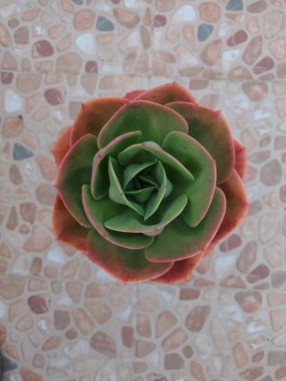 Echeverría Mandala Cactus