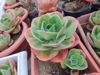 Echeveria Mandala Cactus