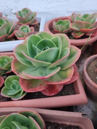 Echeveria Mandala Cactus