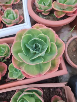 Echeveria Mandala Cactus