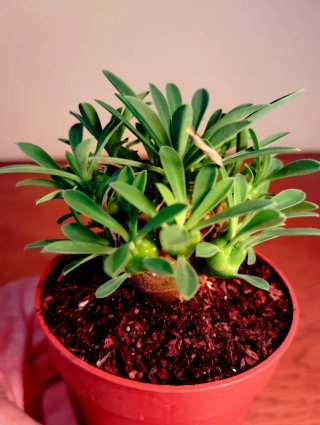 Planta.Caudex.Euphorbia Bupleurifolia x Susannae
