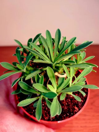 Planta.Caudex.Euphorbia Bupleurifolia x Susannae
