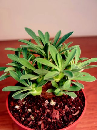 Planta.Caudex.Euphorbia Bupleurifolia x Susannae