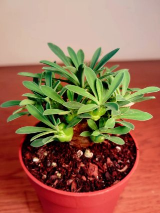 Planta.Caudex.Euphorbia Bupleurifolia x Susannae