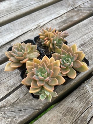 4 Graptosedum Vera Higgins - plantas