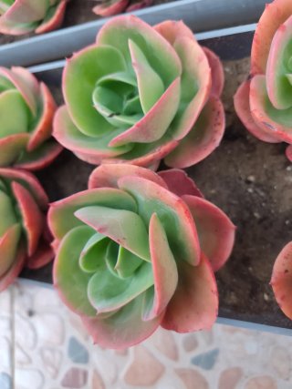 Echeveria Mandala Cactus