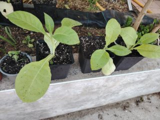 Plantas Nicotiana Habanera