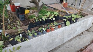 Plantas de Nicotiana Habanera