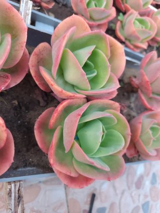Echeverria Mandala Planta Suculenta