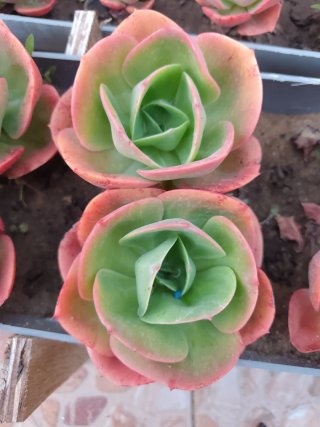 Echeverria Mandala Planta Suculenta