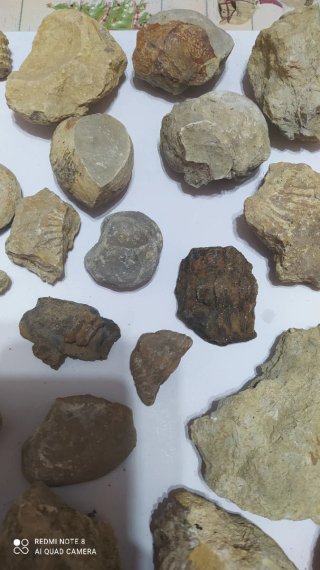 Lote de 23 Fósiles
