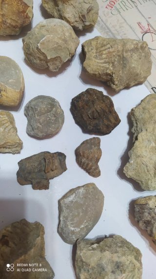 Lote de 23 Fósiles